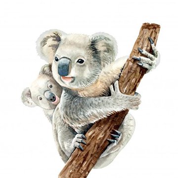tatuaż koala