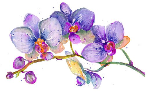 Szkice tatuaży orchidea