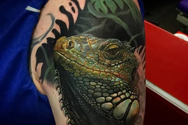 Iguana