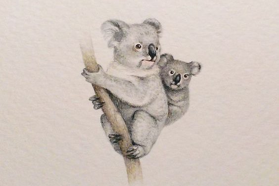 tatuaż koala