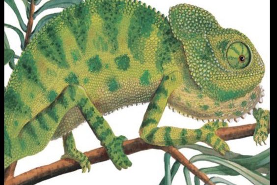 Szkice tatuażu „kameleon”