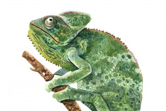 Szkice tatuażu „kameleon”