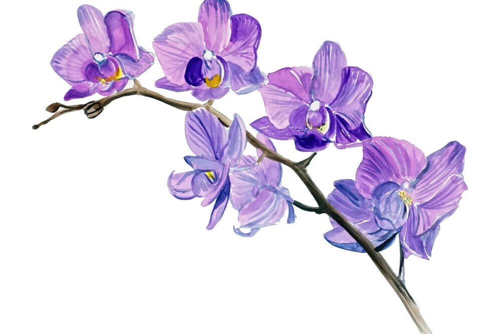 Szkice tatuaży orchidea